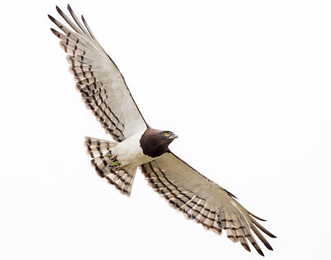 Black-chested Snake Eagle in flight